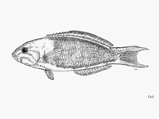 Thalassoma grammaticum Gilbert, 1890